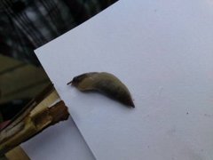 Gray field slug (Deroceras reticulatum)