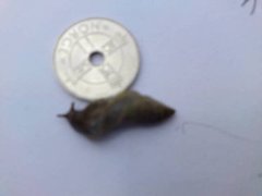 Dusky Arion (Arion fuscus)
