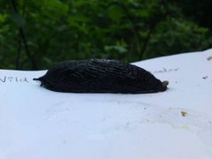 European black slug (Arion ater)