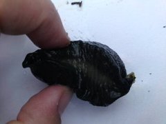 European black slug (Arion ater)