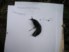 European black slug (Arion ater)