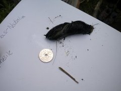 European black slug (Arion ater)