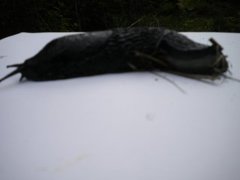 European black slug (Arion ater)
