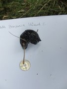 European black slug (Arion ater)