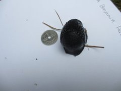 European black slug (Arion ater)