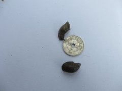 Forest arion (Arion silvaticus)