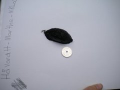 European black slug (Arion ater)