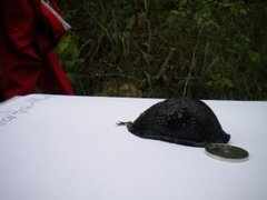 European black slug (Arion ater)