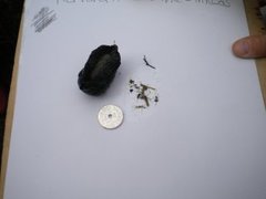 European black slug (Arion ater)