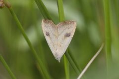 Gult nebbfly (Rivula sericealis)