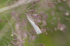 Yellow Satin Veneer (Crambus perlella)