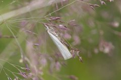 Sølvnebbmott (Crambus perlella)