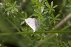 Gult nebbfly (Rivula sericealis)