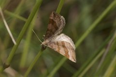 Brun bakkemåler (Scotopteryx chenopodiata)