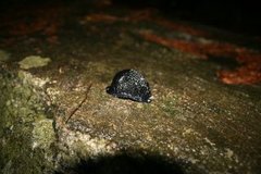 European black slug (Arion ater)