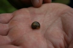 White-lipped Gardensnail (Cepaea hortensis)