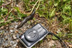 Ash-black Slug (Limax cinereoniger)