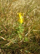 Firkantperikum (Hypericum maculatum)