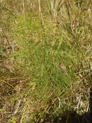 Engsnelle (Equisetum pratense)