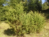 Einer (Juniperus communis)