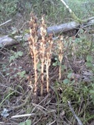 Vaniljerotslekta (Monotropa)