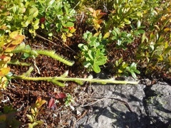 Myk kråkefot (Lycopodium clavatum)