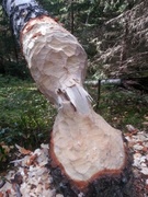 Beaver (Castor fiber)