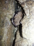 Daubenton's bat (Myotis daubentonii)