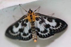 Small Magpie (Anania hortulata)