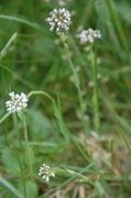 Alpine Penny-cress (Noccaea caerulescens)