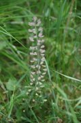 Alpine Penny-cress (Noccaea caerulescens)