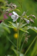 Skogstorkenebb (Geranium sylvaticum)