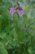 Red Campion (Silene dioica)