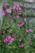 Red Campion (Silene dioica)