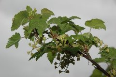 Hagerips (Ribes rubrum)