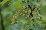 Hagerips (Ribes rubrum)