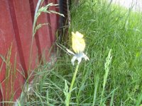 Løvetannslekta (Taraxacum)