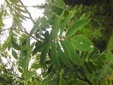 Rogn (Sorbus aucuparia)