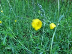Meadow Buttercup (Ranunculus acris)