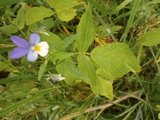 Stemorsblom (Viola tricolor)