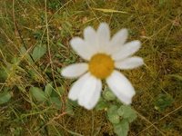 Prestekrage (Leucanthemum vulgare)