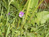 Stemorsblom (Viola tricolor)