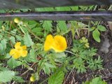 Bakkesoleie (Ranunculus acris)