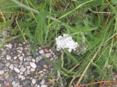 Nyseryllik (Achillea ptarmica)