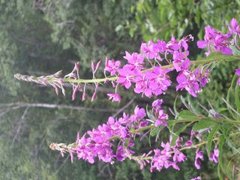 Geitrams (Epilobium angustifolium)