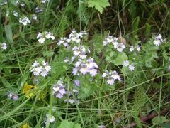 Øyentrøstslekta (Euphrasia)