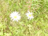 Prestekrage (Leucanthemum vulgare)