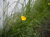 Bakkesoleie (Ranunculus acris)