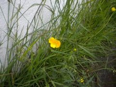 Meadow Buttercup (Ranunculus acris)