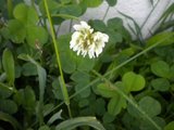 Hvitkløver (Trifolium repens)